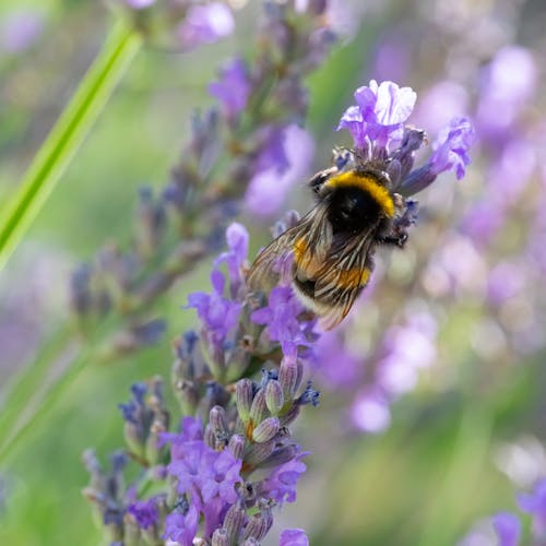 Free Biene am Lavendel Stock Photo