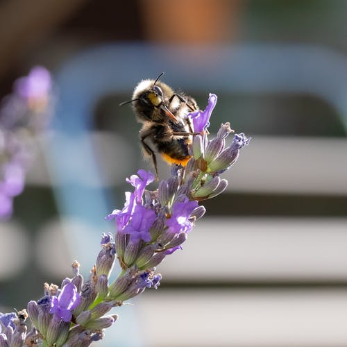 Free Bee Perched on Purple Flowers Stock Photo