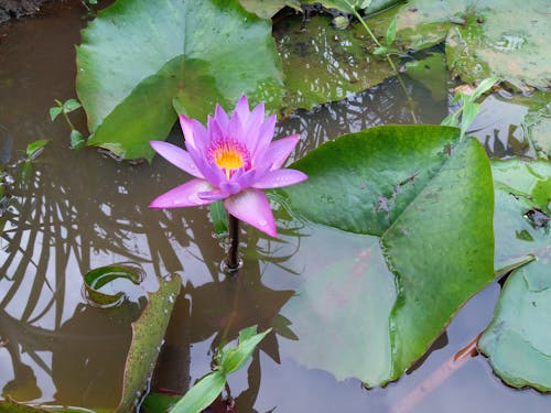 Free Water Lily in a Pond  Stock Photo