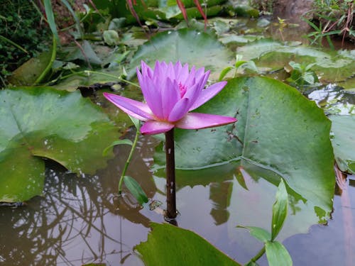 Free Purple Water Lily in a Pond Stock Photo