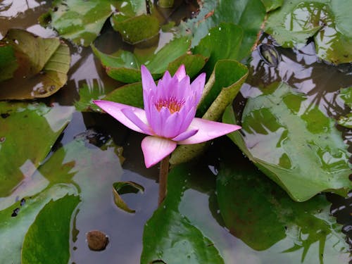 Free Close Up Photo of Water Lily Stock Photo