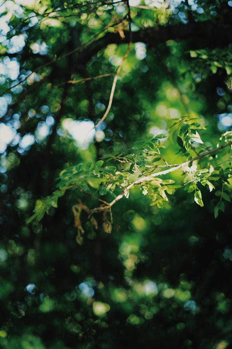 Close-Up Shot Of Green Tree Leaves