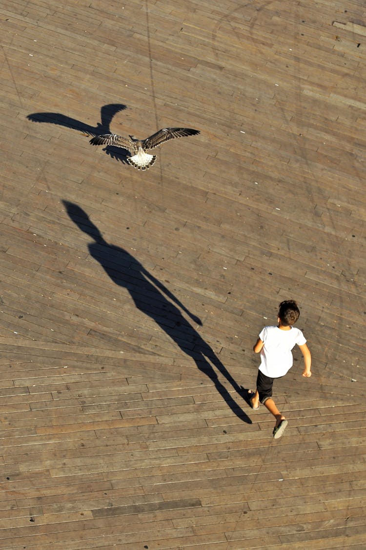 Kid Running Towards A Perched Bird