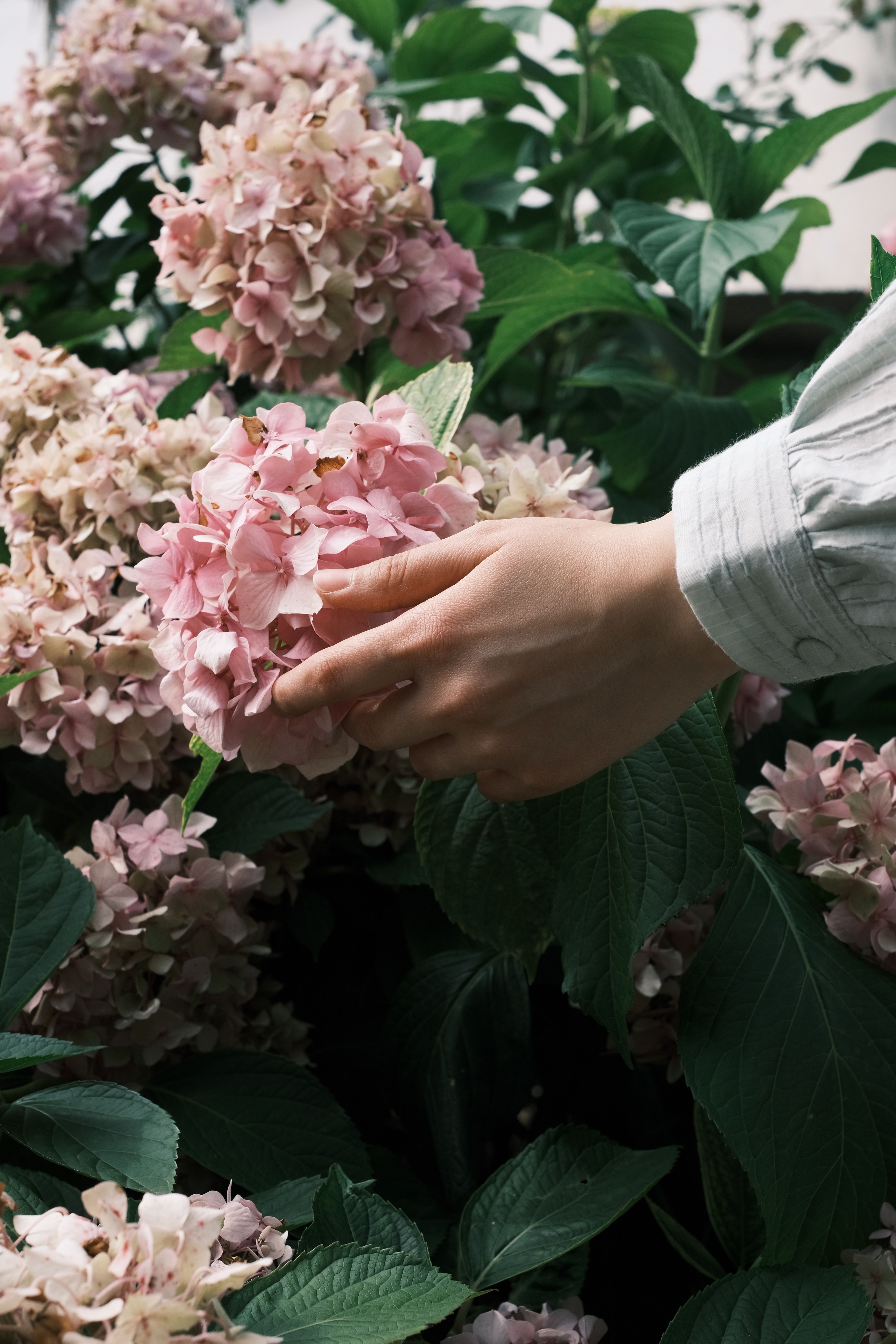 A delicate hand holds a blooming pink hydrangea surrounded by lush green leaves in an outdoor garden.