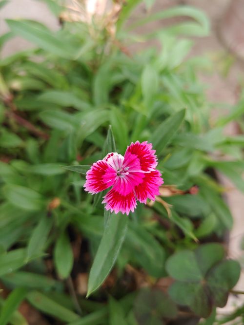 Free Close-up shot of a blooming China pink flower in a lush garden setting. Stock Photo