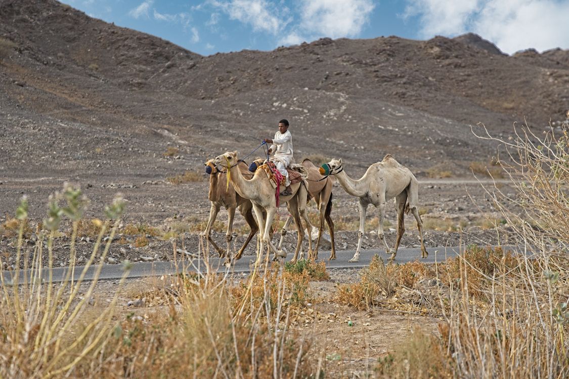 Man Riding a Camel · Free Stock Photo