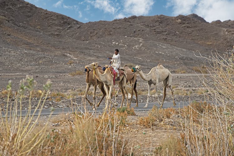 Man Riding A Camel