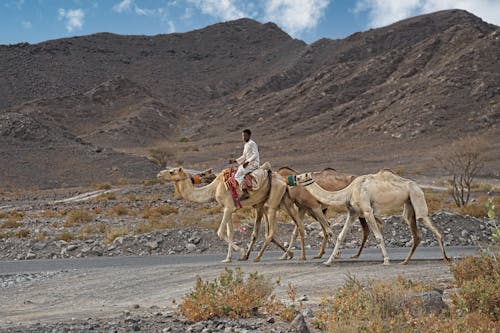 A Man Riding a Camel