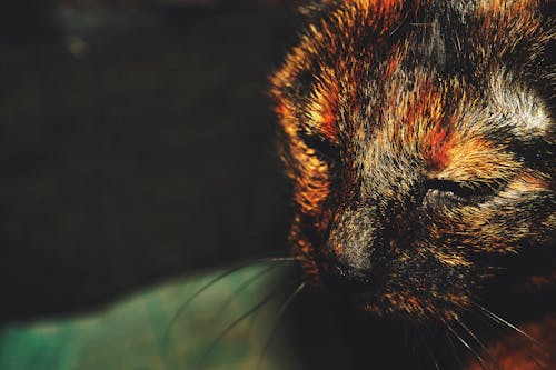 Close-up Photo of Tortoiseshell Cat's Face