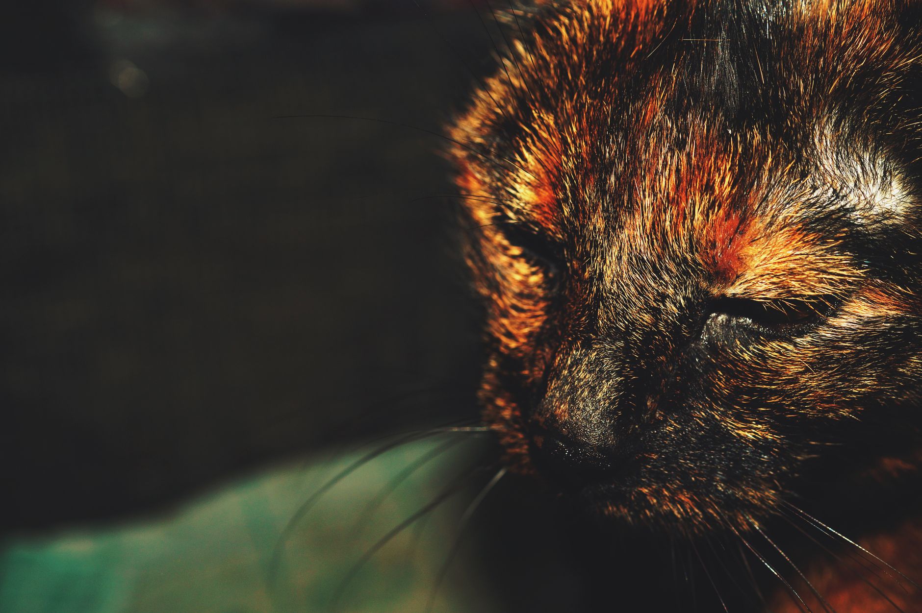 Portrait of a cat at a veterinary clinic