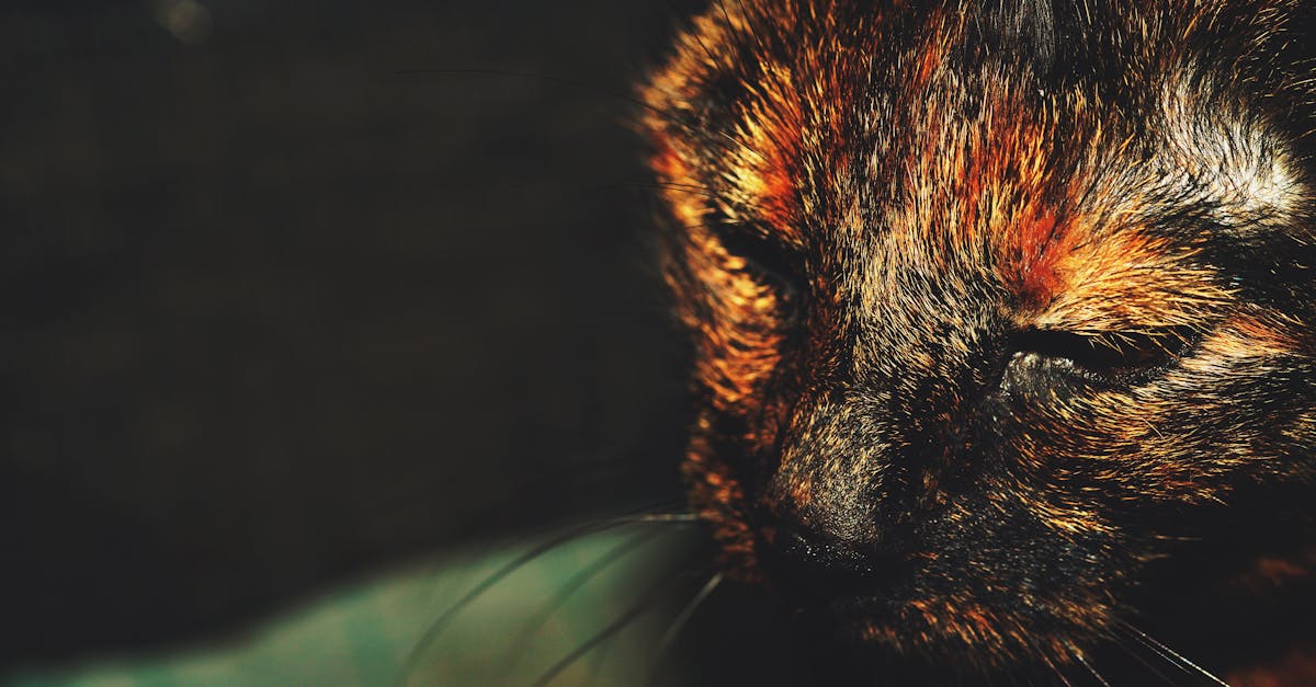 How to keep raccoons out of outdoor cat food
