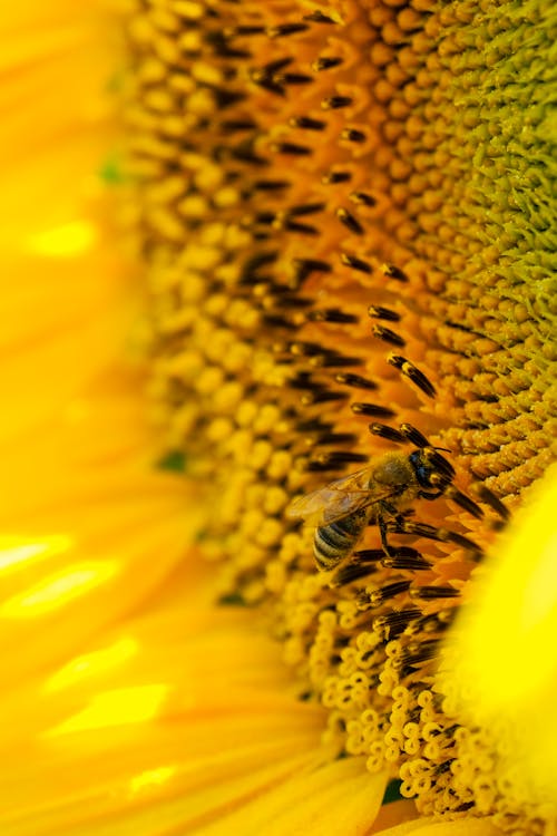 Gratuit Photos gratuites de abeille, centrale, étamine Photos