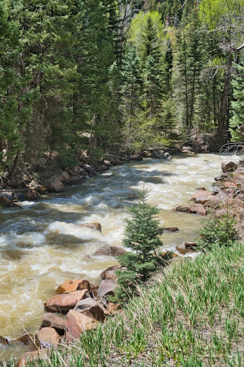 A Green Trees Near the River