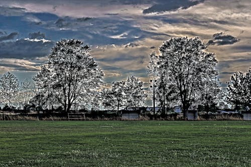 Бесплатное стоковое фото с буря, деревья, изолированный