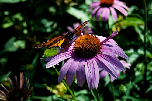 Monarch Butterfly Perched on Purple Flower in Close-Up Photography