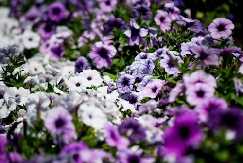 คลังภาพถ่ายฟรี ของ solanaceae, กลีบดอก, การถ่ายภาพดอกไม้