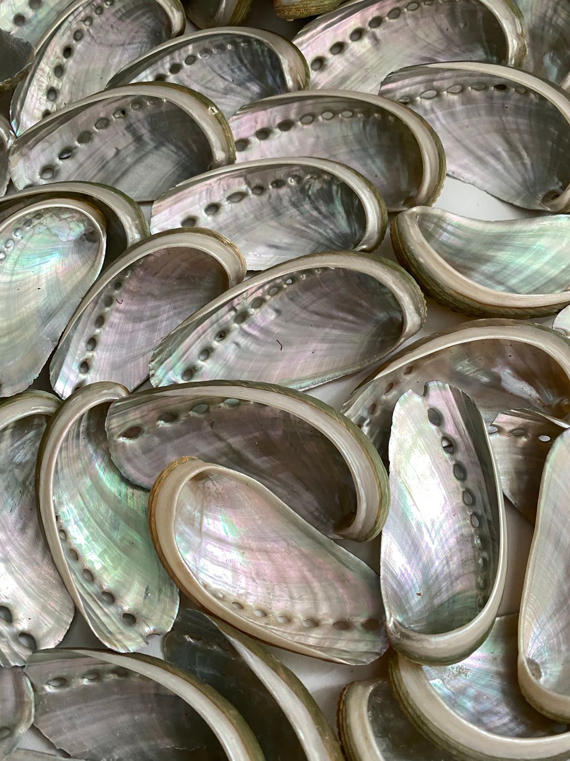 A Close-up Shot of Sea Shells ยท Free Stock Photo