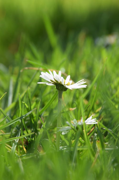 Základová fotografie zdarma na téma bílá květina, čerstvý, flóra