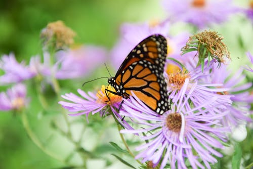 Butterfly Perched on Purple Flower 