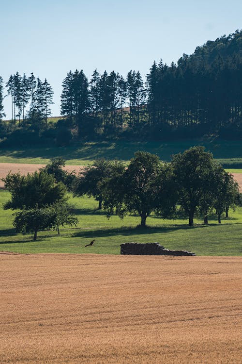 Ingyenes stockfotó fák, függőleges lövés, Látvány témában