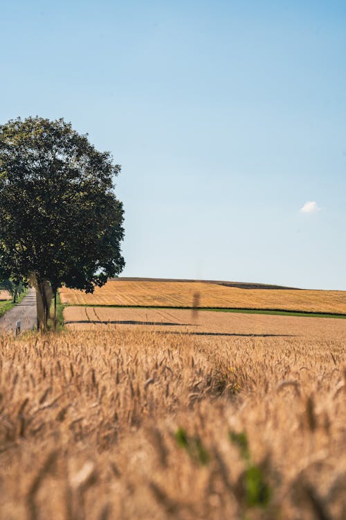 Imagine de stoc gratuită din agricultură, arbore, câmp