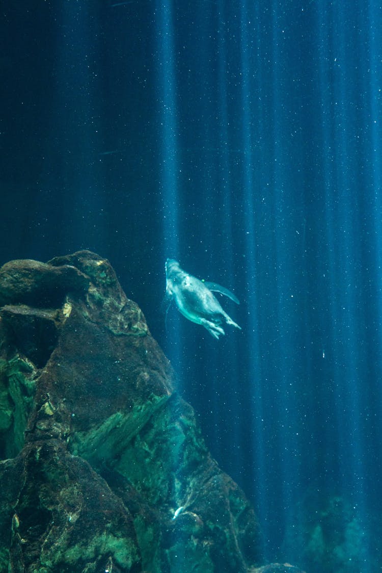 Humpback Whale Swimming Underwater