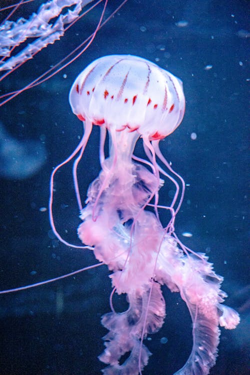 Pink Jellyfish Underwater