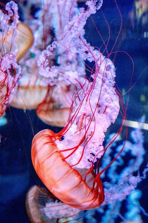 Jellyfishes Swimming Underwater