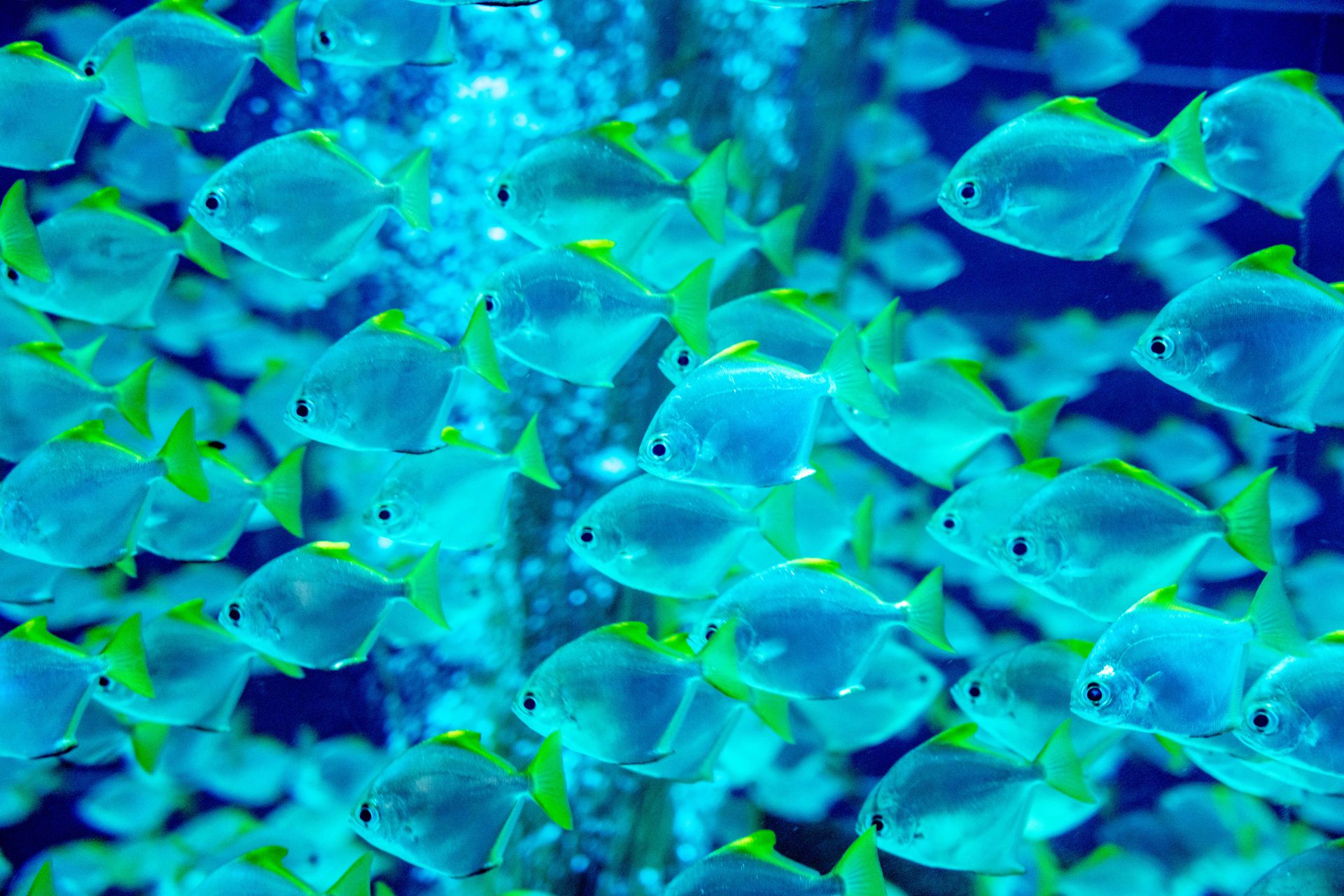 Underwater at Nailaka Drift