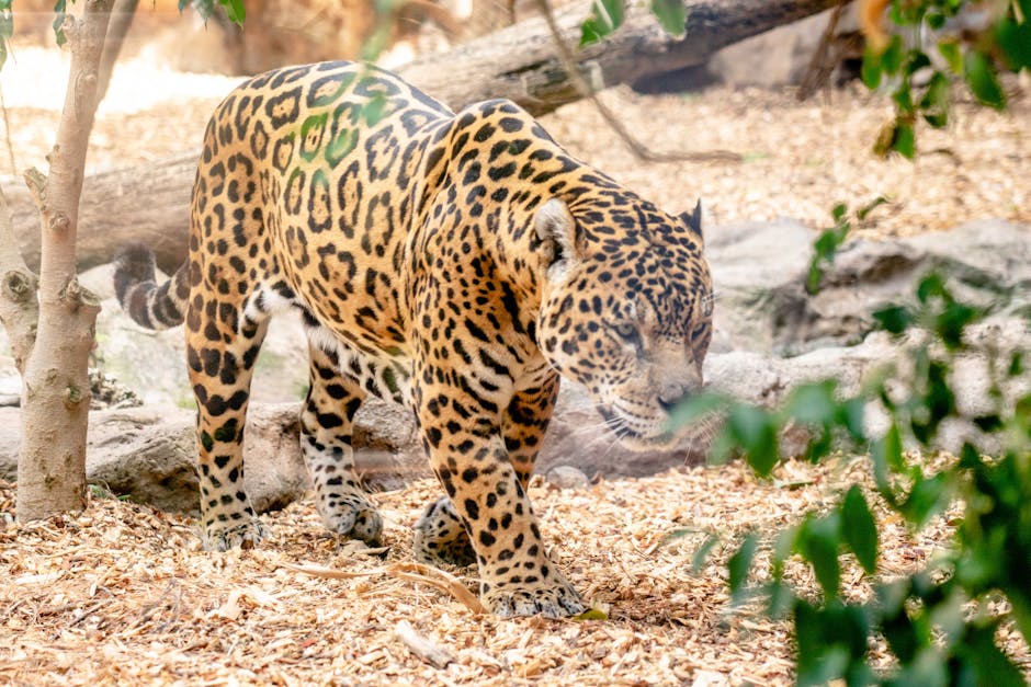 A Jaguar Walking on the Jungle 