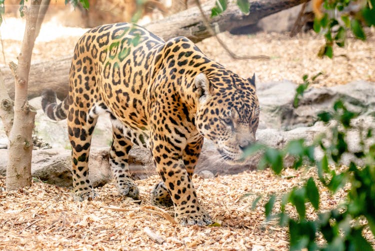 A Jaguar Walking On The Jungle 