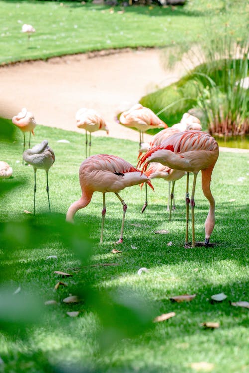 Flamingos on Grass