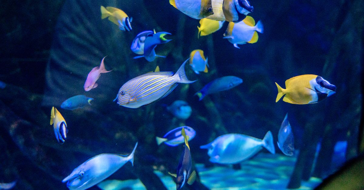 Les Poissons les Plus Insolites à Travers le Monde