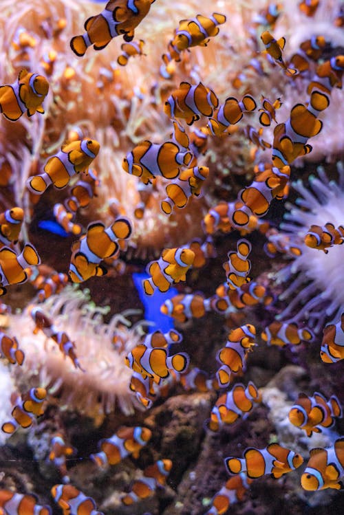 Základová fotografie zdarma na téma akvárium, clownfish, korál