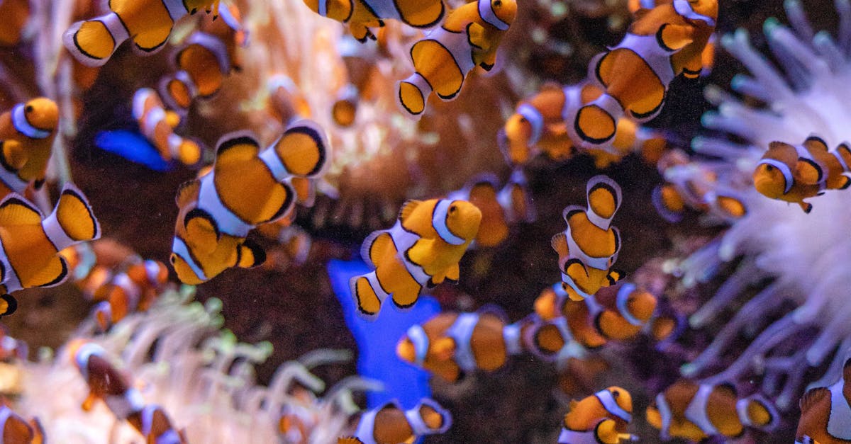 What does low alkalinity in a fish tank mean