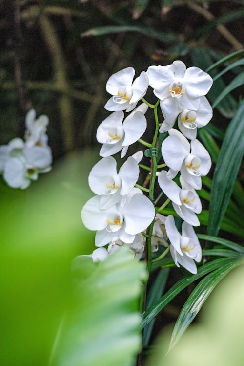 Základová fotografie zdarma na téma bílé květy, flóra, jemný