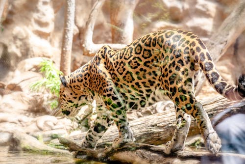 Jaguar walking on a Stream 