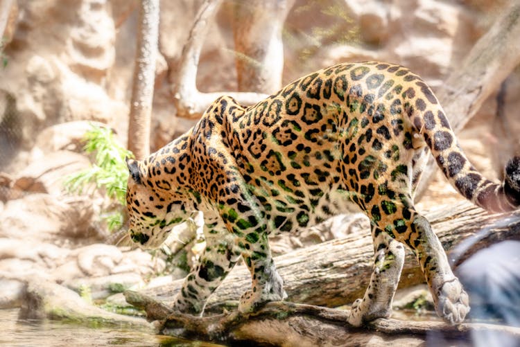 Jaguar Walking On A Stream 