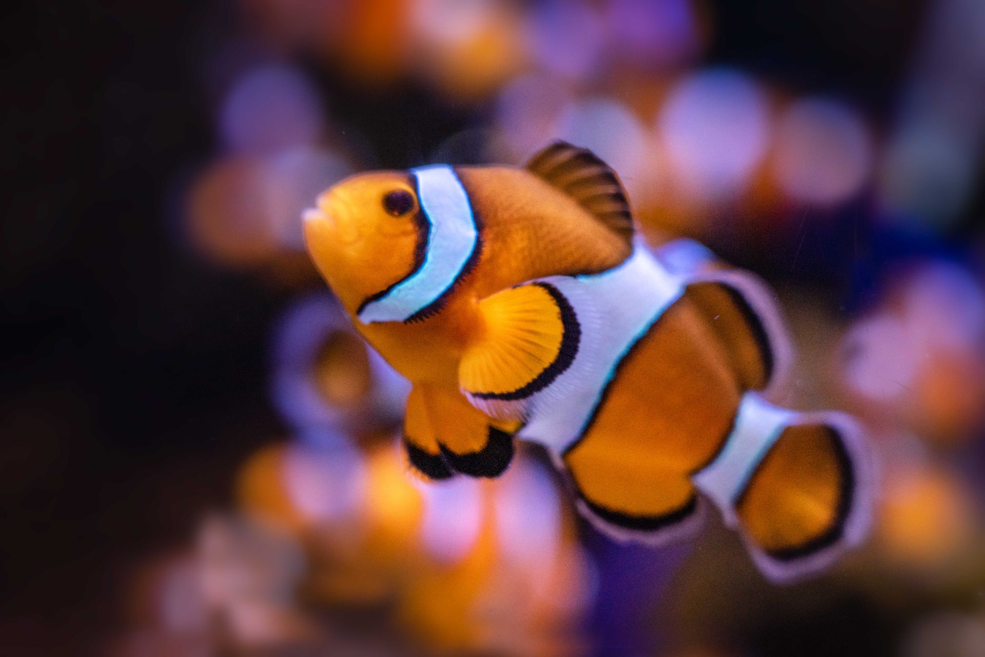 Underwater at Cap La Houssaye