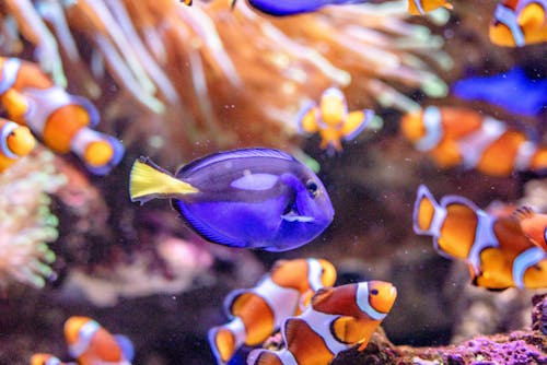 Základová fotografie zdarma na téma akvárium, amphiprion ocelaris, barevný
