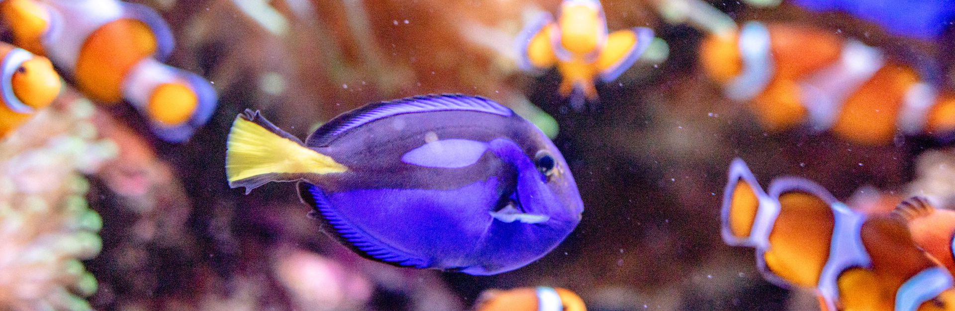 Colorful clownfish and blue tang swimming in a vibrant coral reef aquarium.