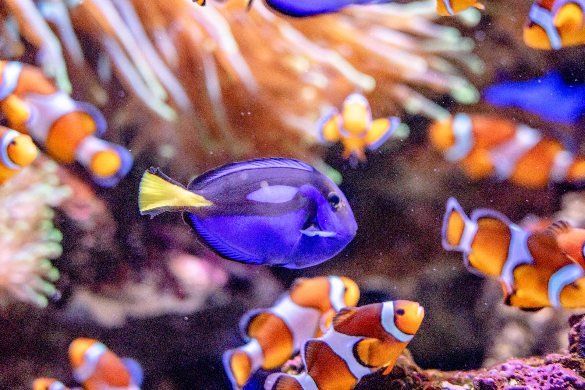 Underwater at Batu Angus