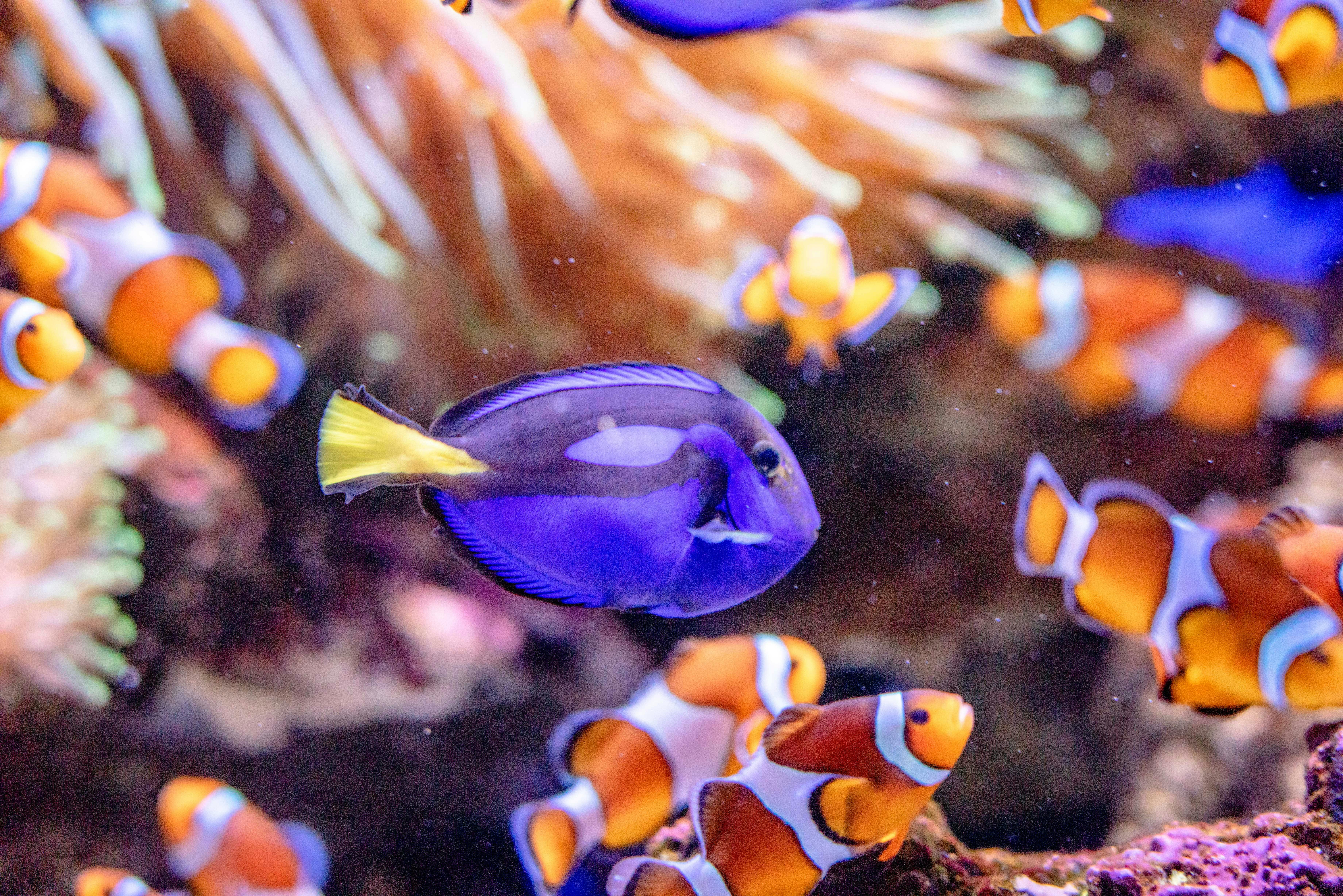 blue tang fish and clown fish