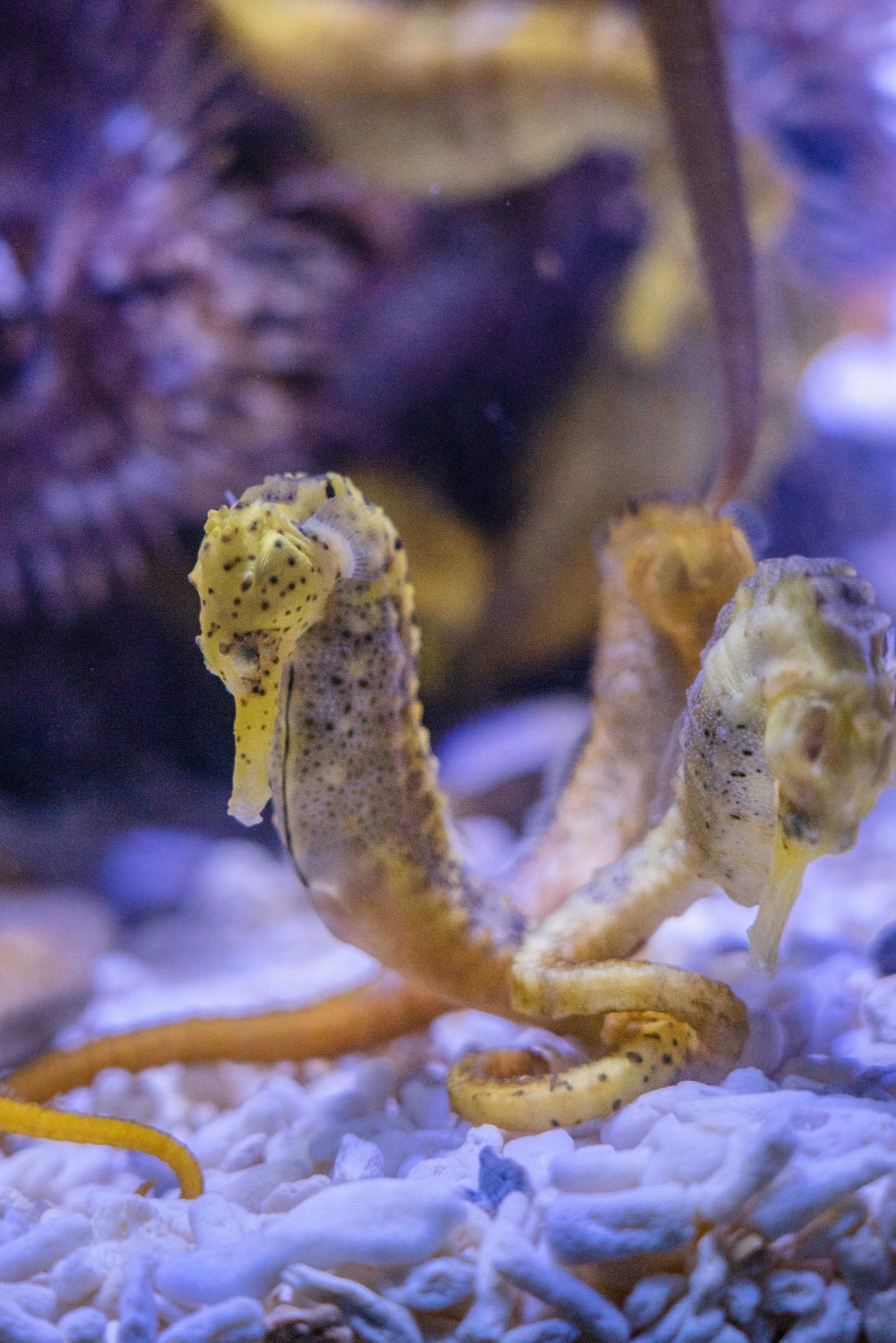 Seahorse Facts for Kids | Seahorses | Why Are Sea Horses Unique