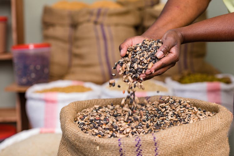 Beans Falling From Hands Into A Sack