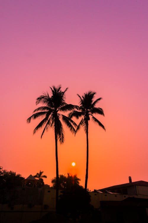 Silhouetted Palm Trees on the Background of a Beautiful Sunset Sky 