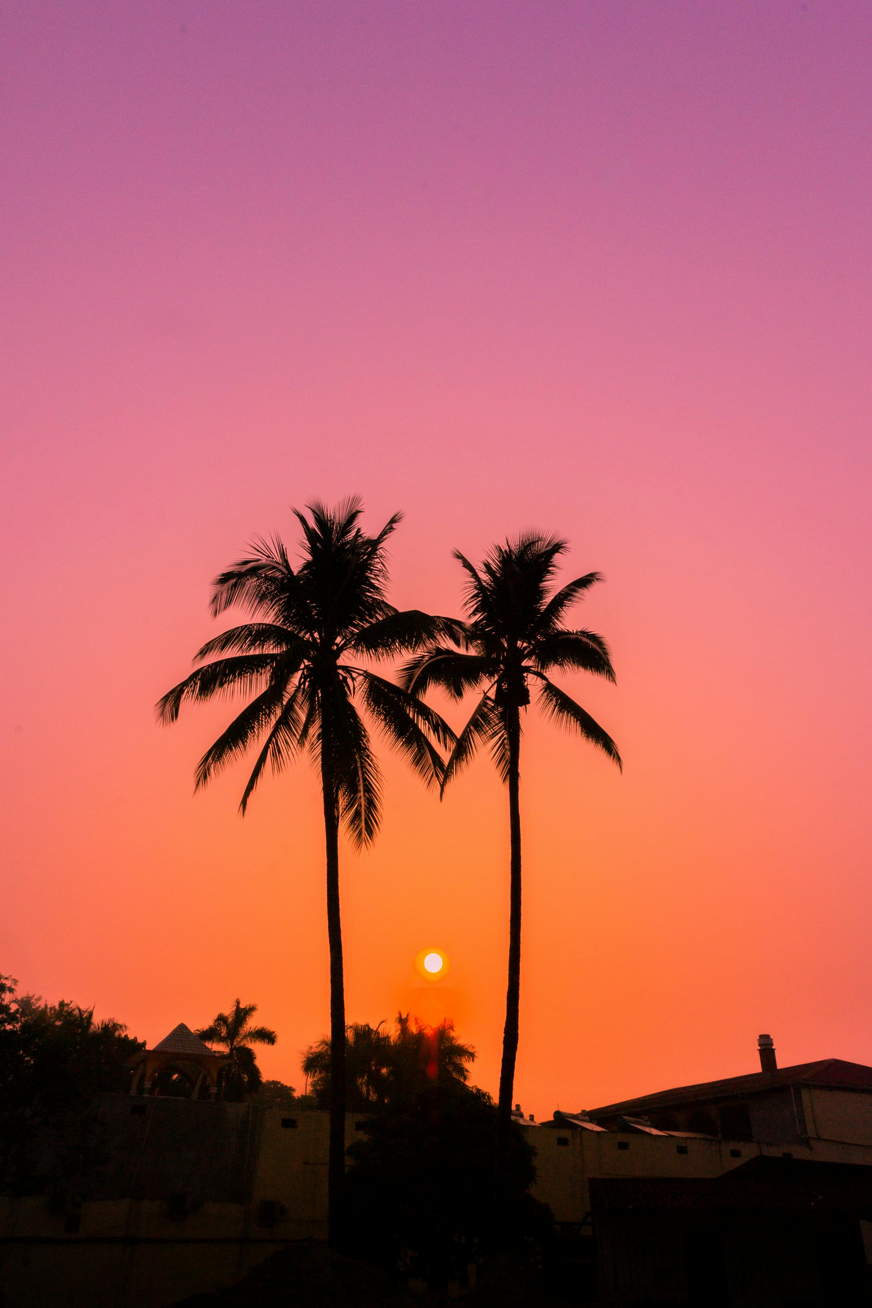 Silhouetted Palm Trees on the Background of a Beautiful Sunset Sky · Free  Stock Photo