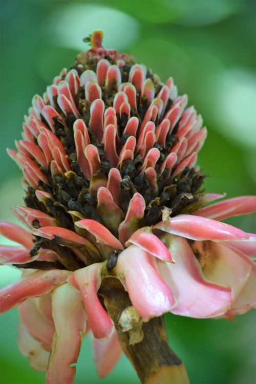 Free FLOR 10 Stock Photo