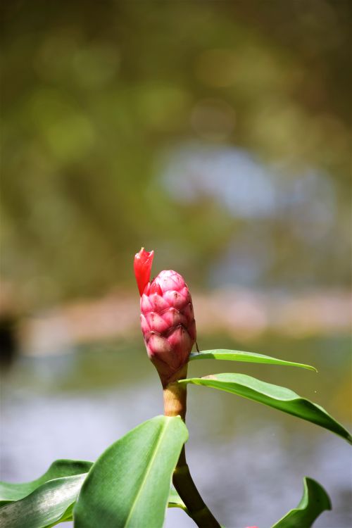 Free FLOR 13 Stock Photo
