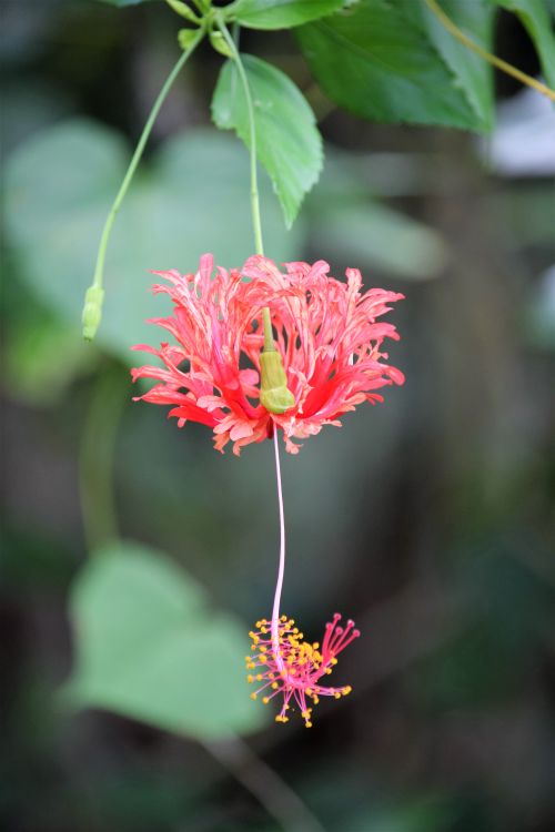 Free FLOR 12 Stock Photo